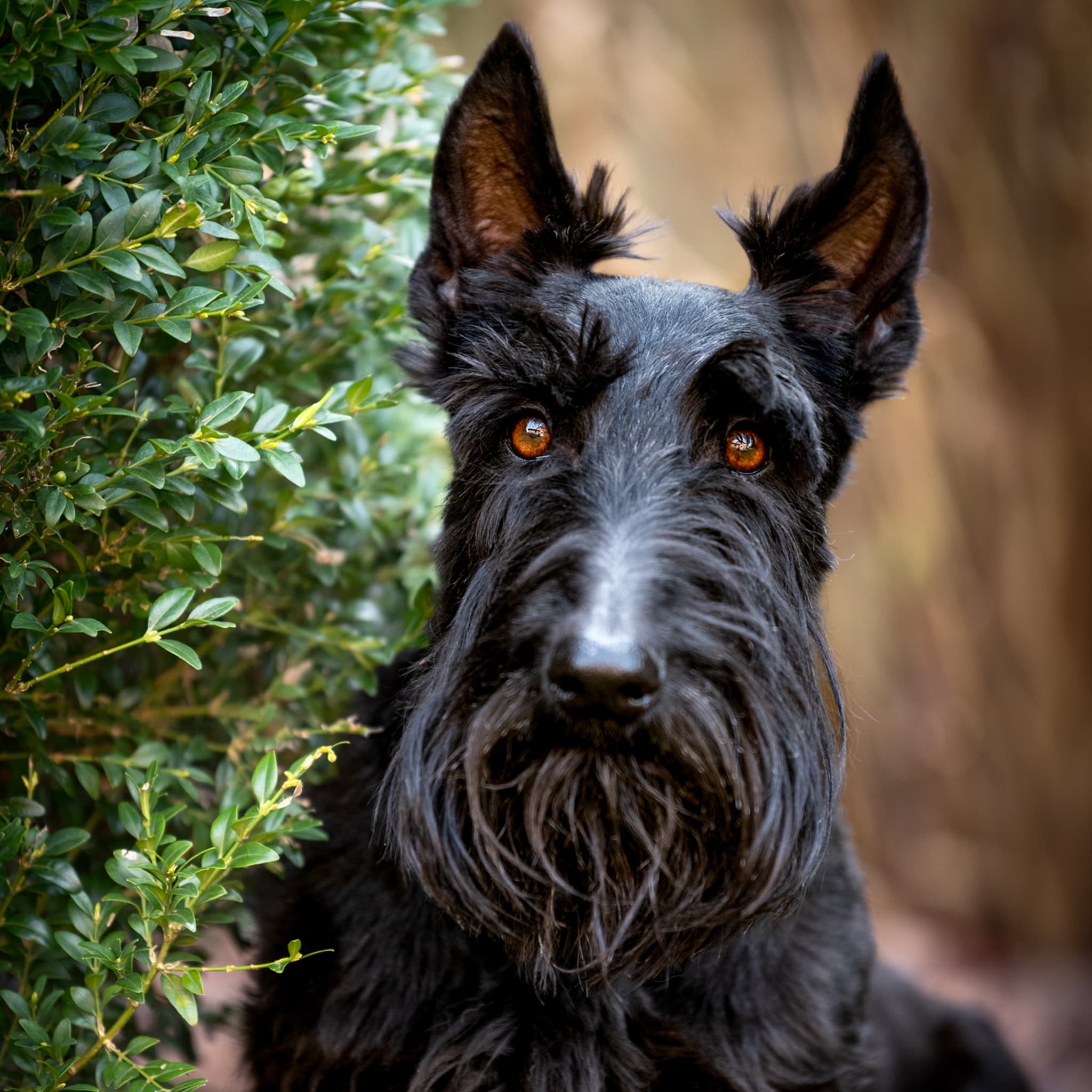 scottish terrier photo