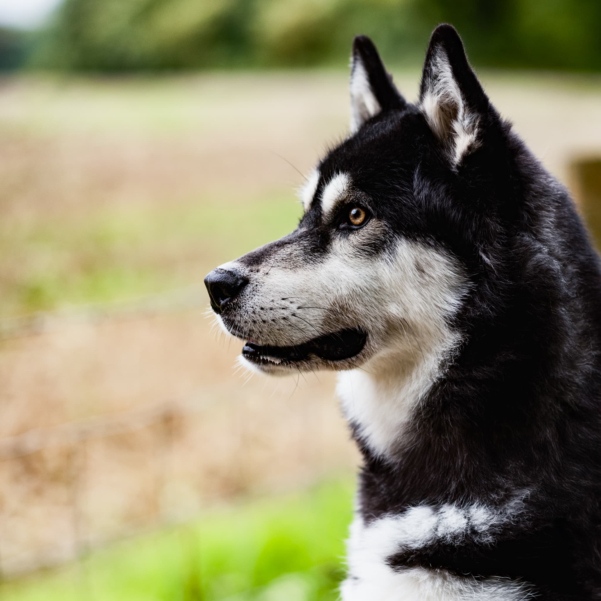 alaskan malamute photo