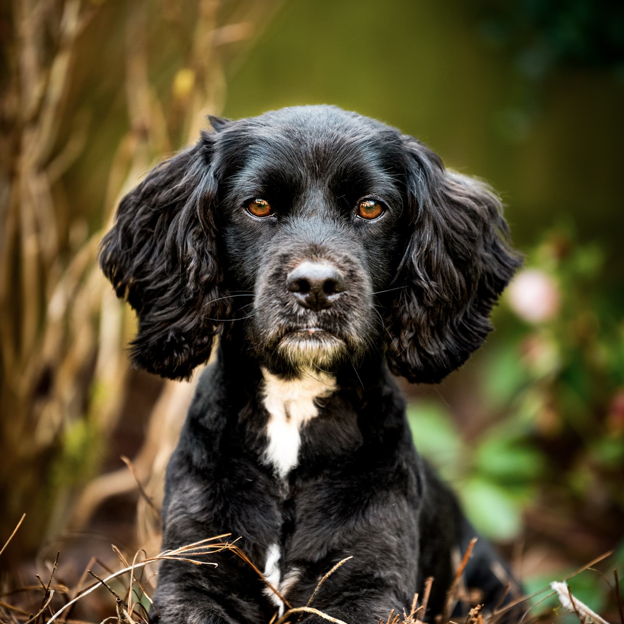 spaniel cross photo