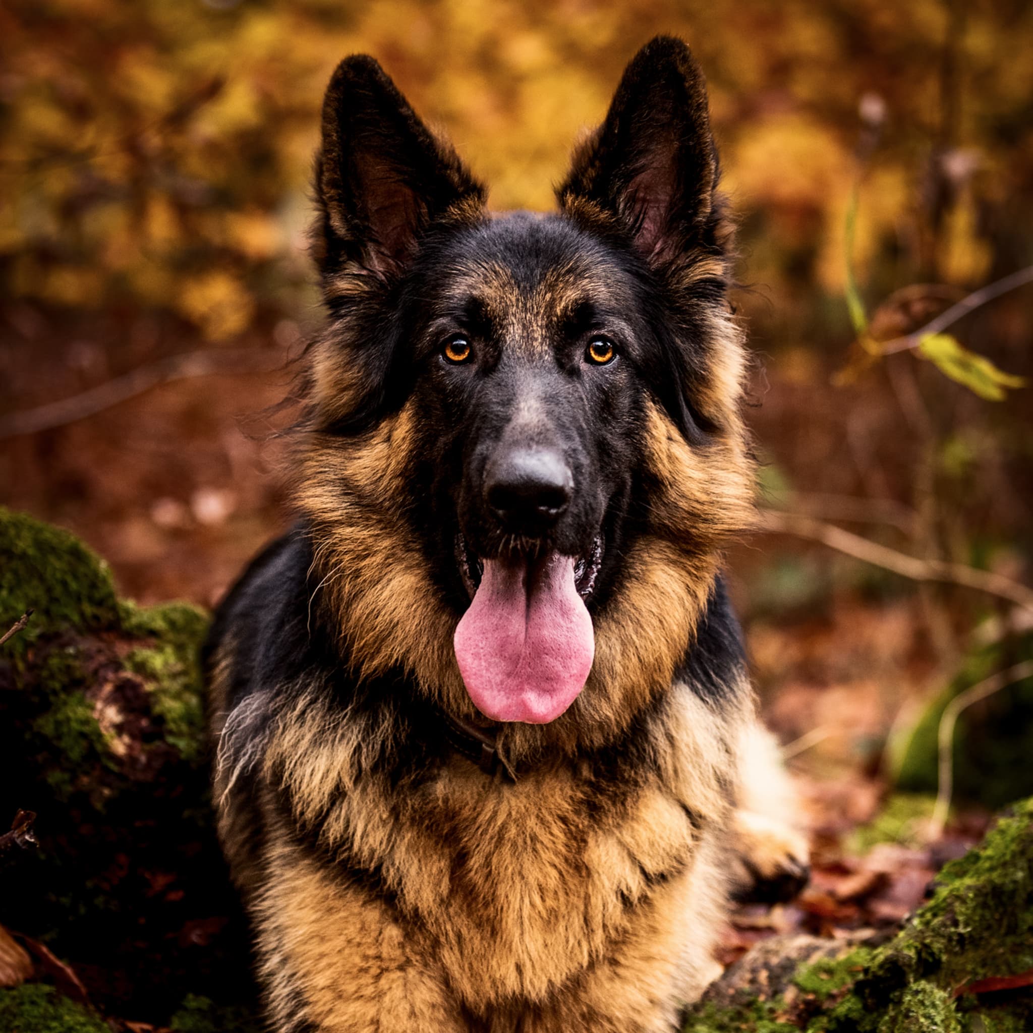 german shephard dog photo